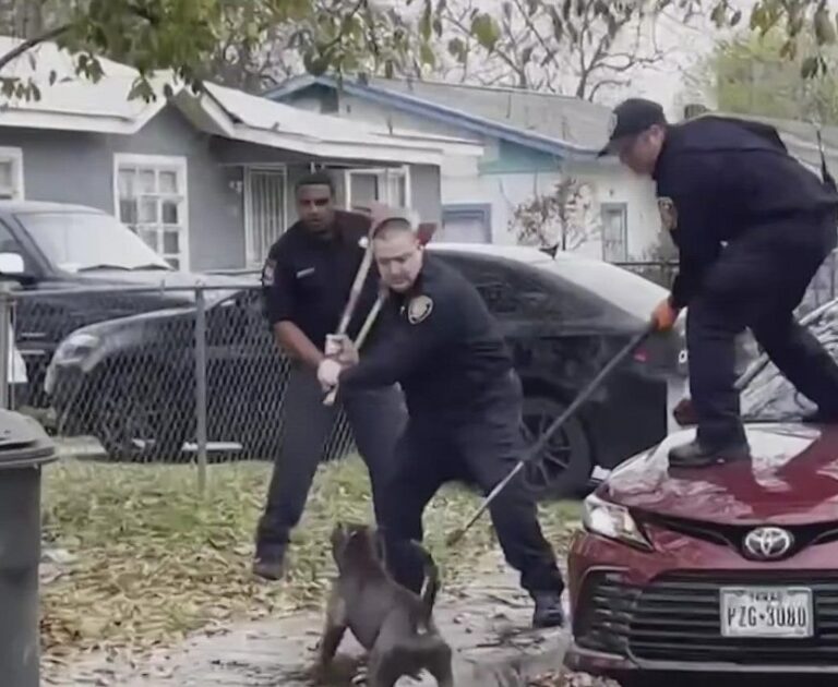 Ramon Najera (81) Killed In Dog Attack, Owner Christian Alexander Moreno Arrested, Police