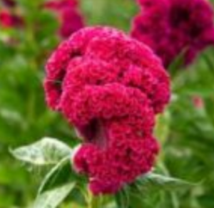 Joanna Gail Vargas Obituary