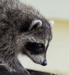 Jimothy Raccoon