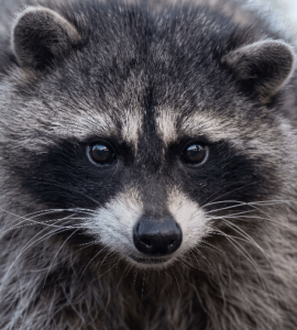 Jimothy Raccoon