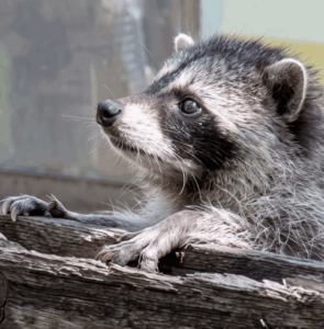 Jimothy Raccoon