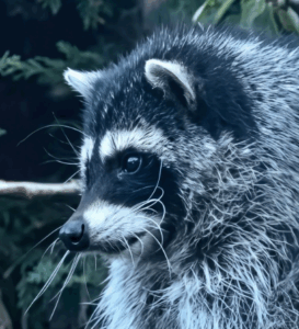 Jimothy Raccoon