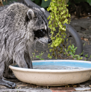 Jimothy Raccoon