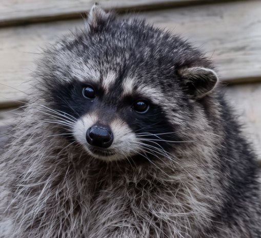 Jimothy the raccoon